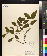 Lonicera canadensis image