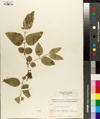 Lonicera canadensis image