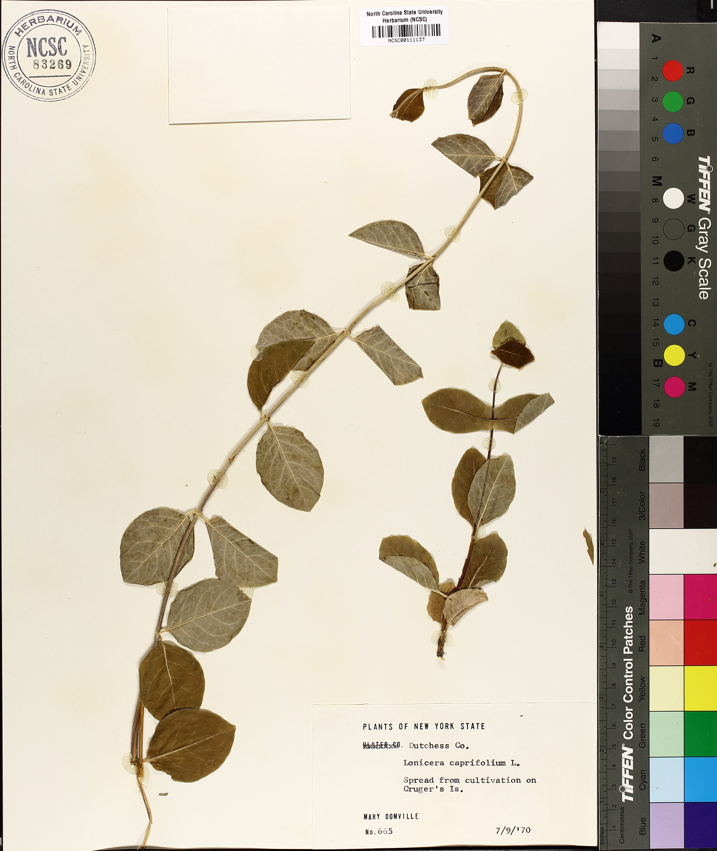 Lonicera caprifolium image