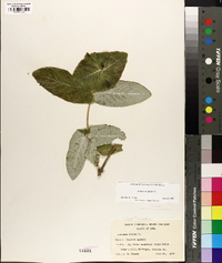 Lonicera dioica image