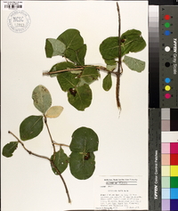 Lonicera flava image