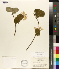 Lonicera flava image