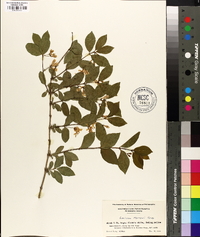 Lonicera morrowii image