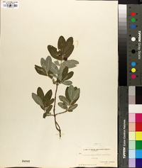 Lonicera oblongifolia image