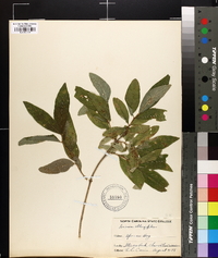 Lonicera oblongifolia image