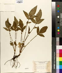 Valeriana sitchensis image