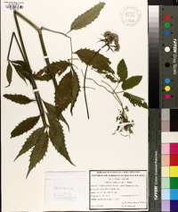 Valeriana sambucifolia image