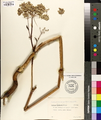 Angelica atropurpurea image