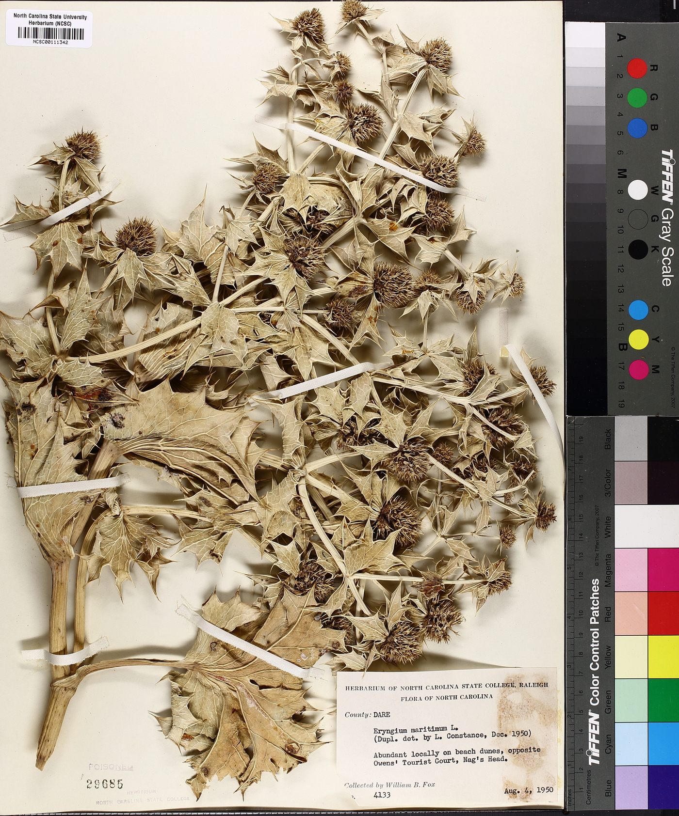 Eryngium maritimum image