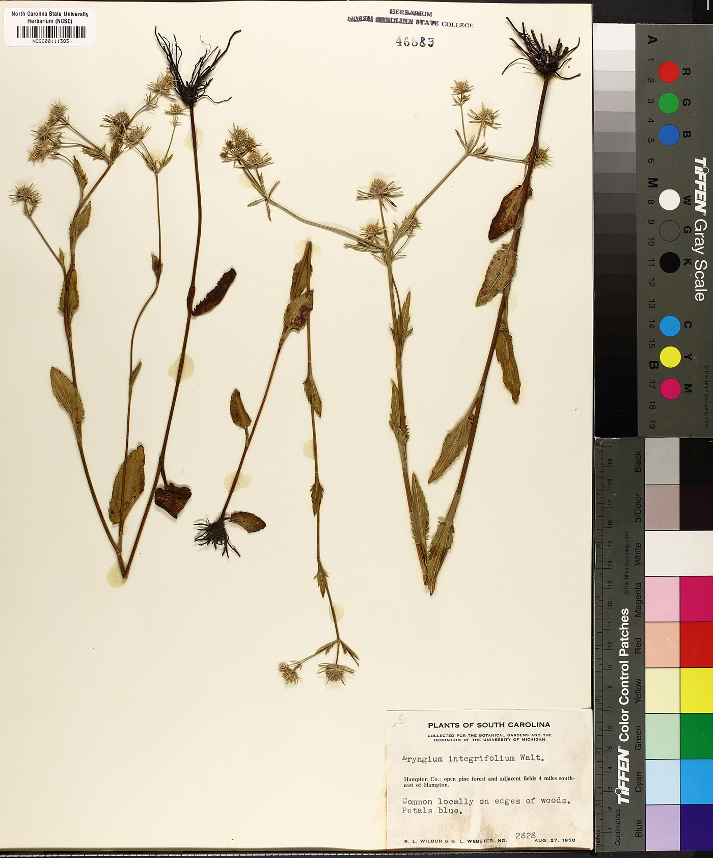Eryngium integrifolium image