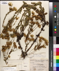 Chrysopsis gossypina image