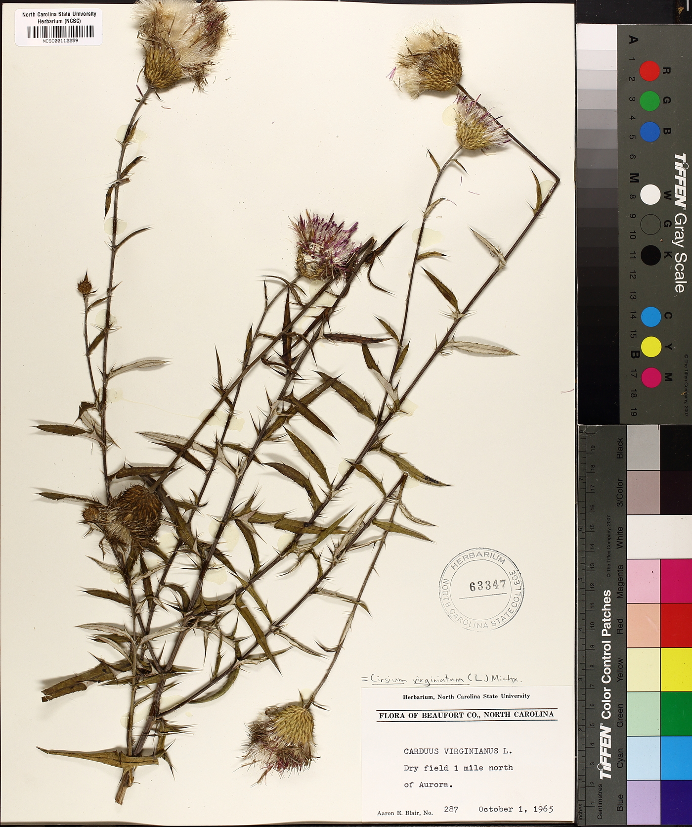 Cirsium virginianum image