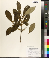 Osmanthus americana image