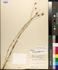 Sabatia campanulata image