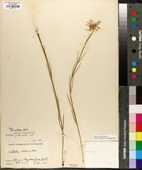 Sabatia gentianoides image