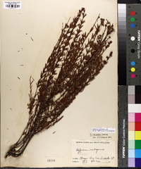 Hypericum galioides image