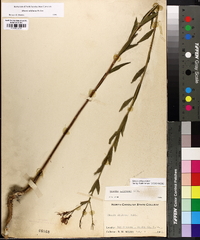 Rhexia alifanus image