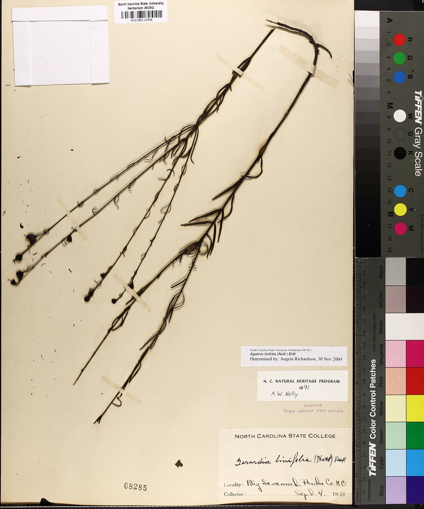 Agalinis linifolia image