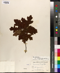 Quercus margaretta image