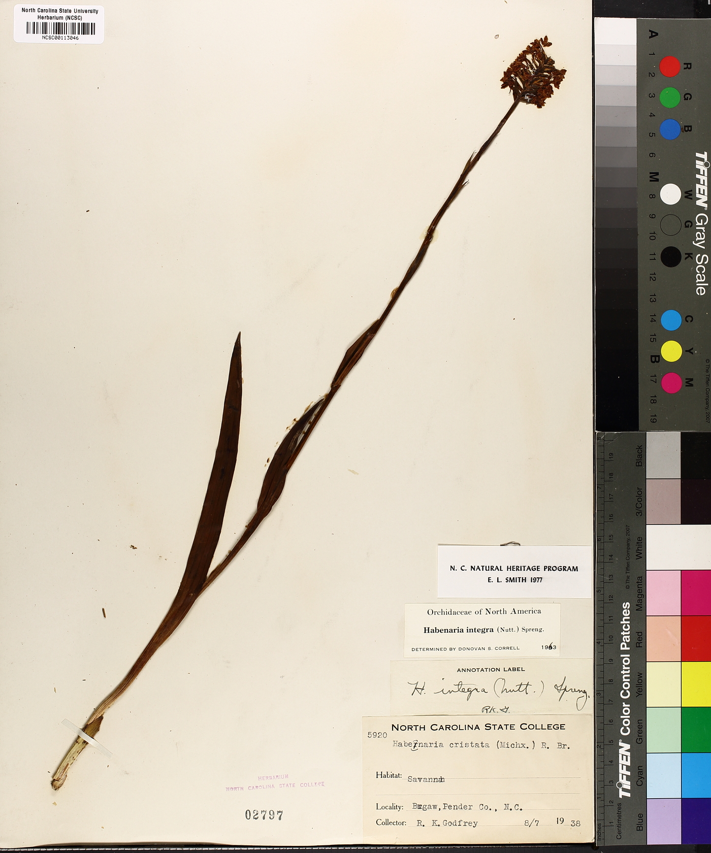 Platanthera integra image