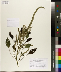 Amaranthus palmeri image