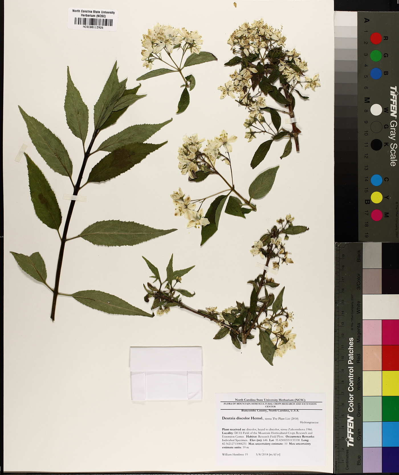Deutzia discolor image
