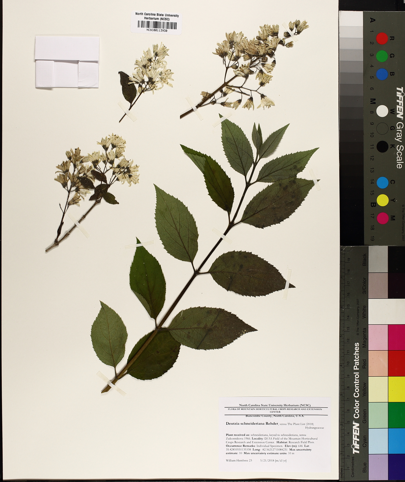 Deutzia schneideriana image