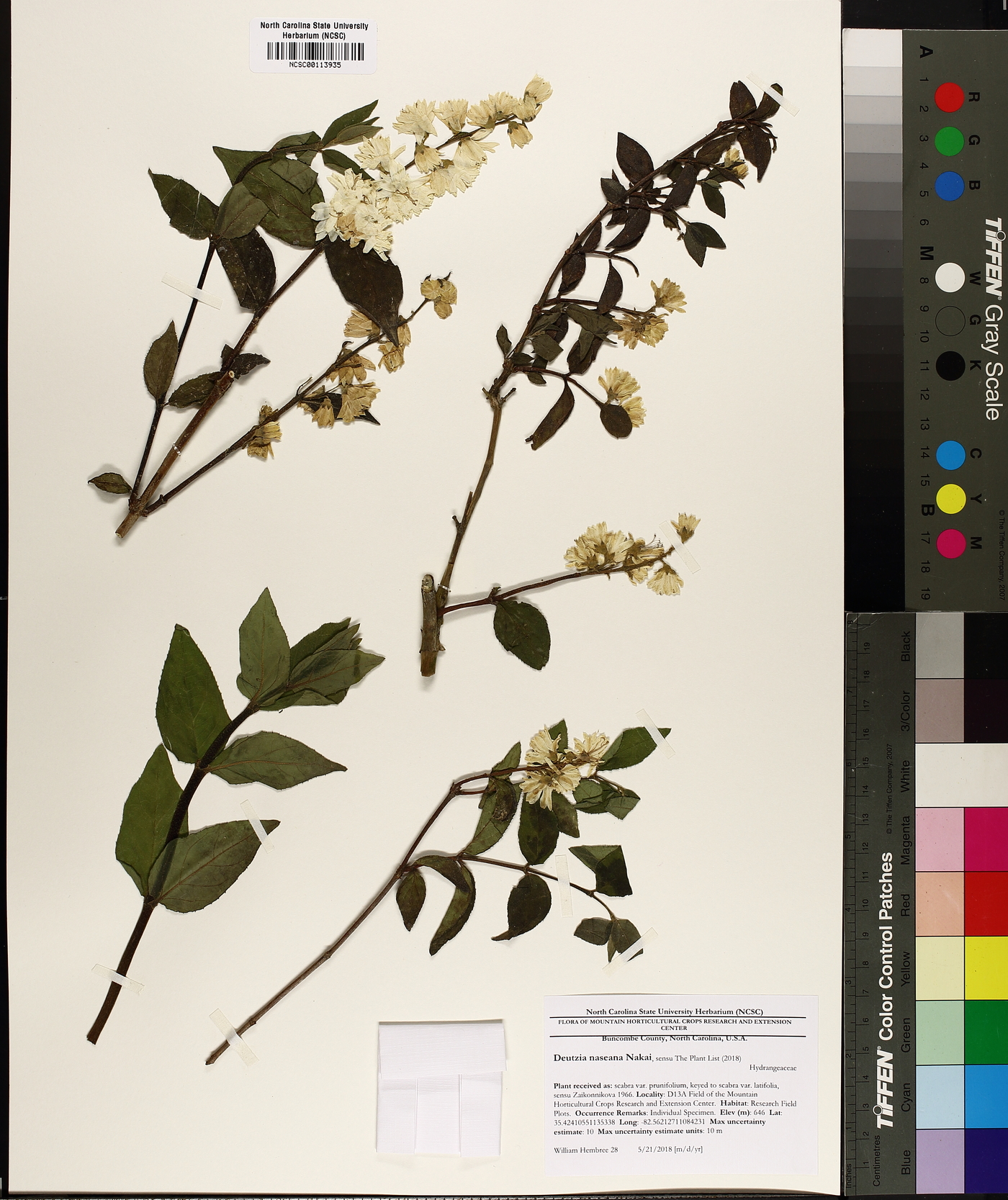 Deutzia naseana image