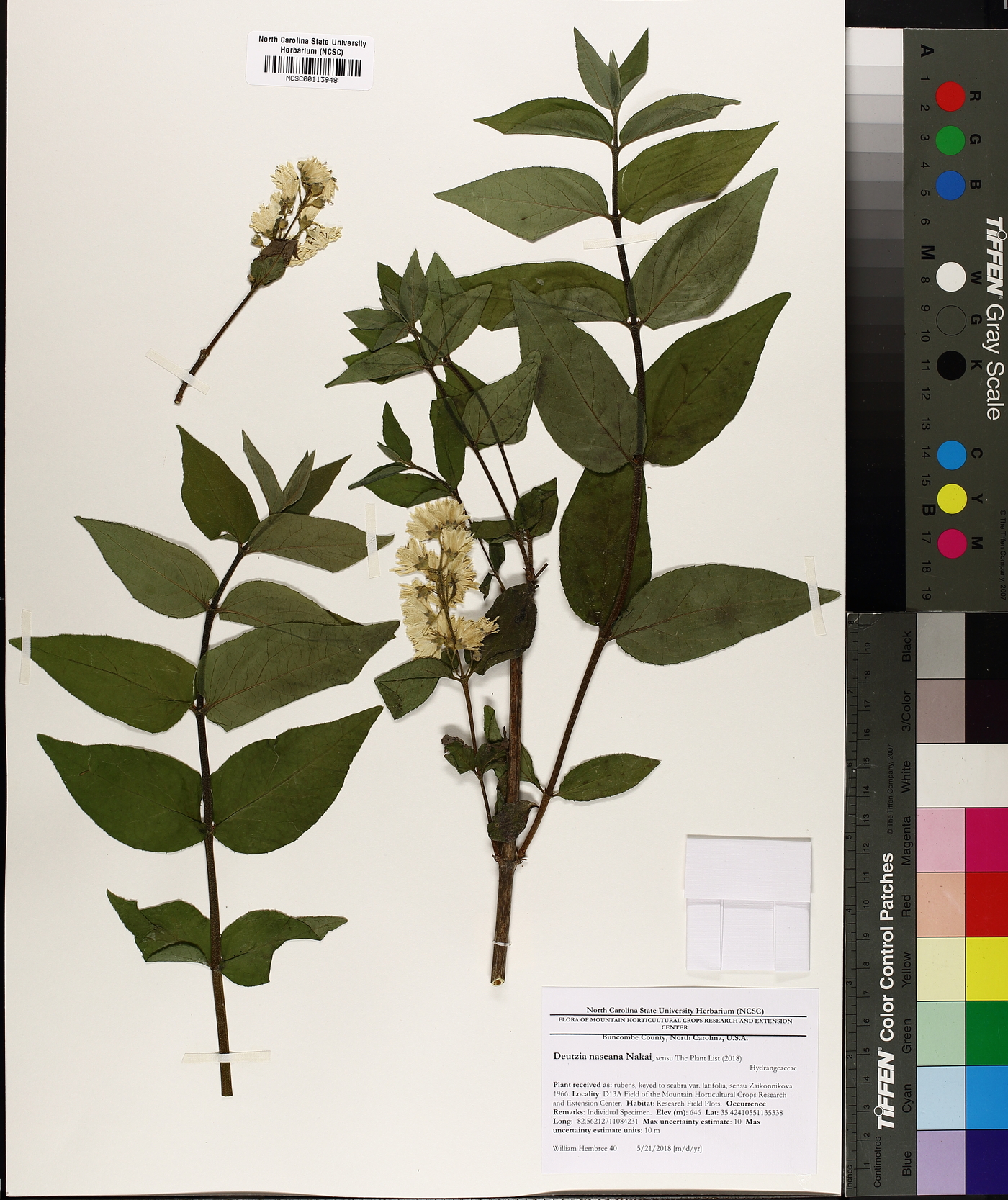Deutzia naseana image