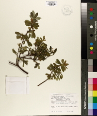 Image of Daphne tenuiflora