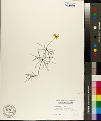 Coreopsis verticillata image