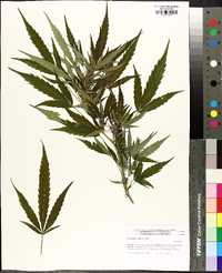 Cannabis sativa image