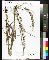 Andropogon divergens image