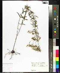Eupatorium leucolepis image