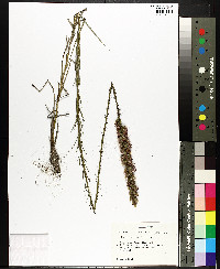 Liatris spicata image