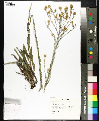Heterotheca microcephala image