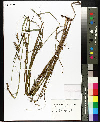 Scleria muehlenbergii image
