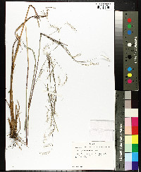 Schizachyrium scoparium var. scoparium image