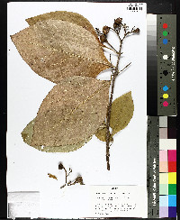 Pinckneya bracteata image