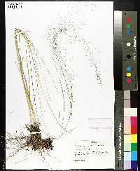 Muhlenbergia expansa image