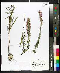 Liatris elegans image