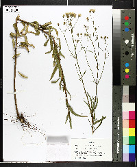 Polypteris integrifolia image