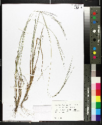 Digitaria filiformis image