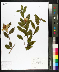 Camellia sasanqua image