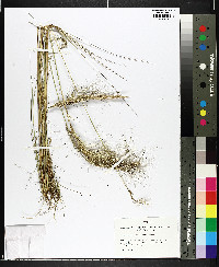 Aristida condensata image