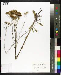 Bigelowia nudata image