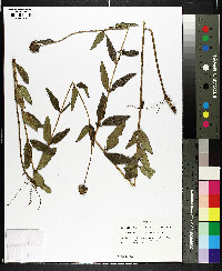 Helianthus floridanus image