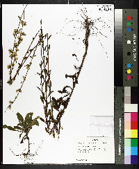 Solidago puberula image