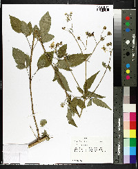 Bidens pilosa image