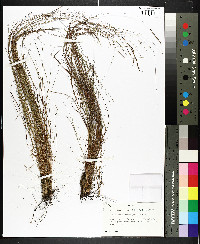 Schizachyrium tenerum image